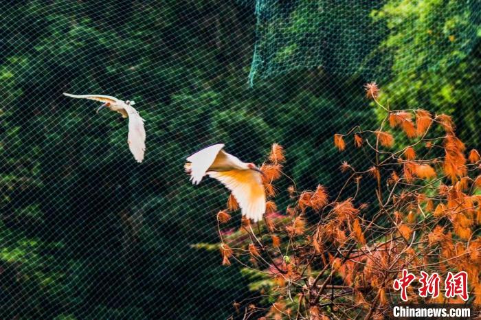 10只国宝朱鹮于湖南南山国家公园野化放归