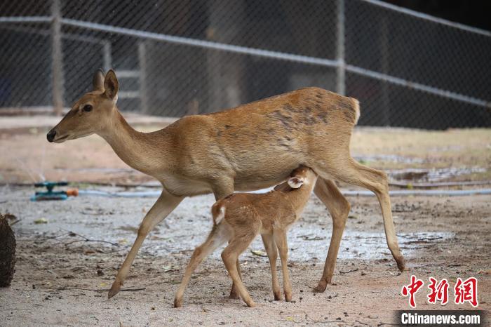 广州动物园诞生4只“稀世之珍”海南坡鹿宝宝